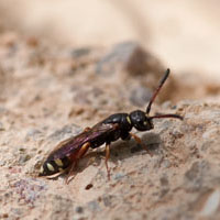 Sapygidae
